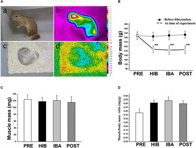 Remarkable Homeostasis of Protein Sialylation in Skeletal Muscles of Hibernating Daurian Ground Squirrels (Spermophilus dauricus)